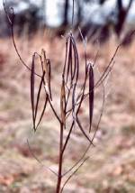 Indian Hemp (7/24/02)