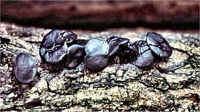 Black Jelly Drop (Bulgaria inquinans)