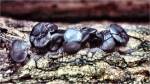 Black Jelly Drop (7/24/02)