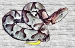 Copperhead (8/07/02)