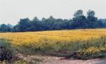 Tickseed Sunflower (8/14/02)