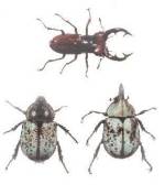 Large Beetles (8/21/02)
