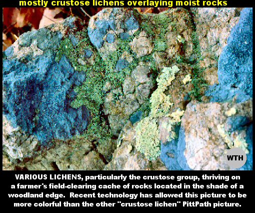Crustose Lichens