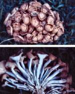 Friendship Mushroom (9/11/02)