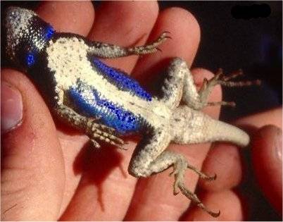 Eastern Fence Lizard (Sceloporus undulatus)