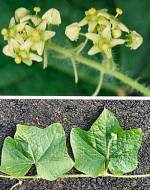 Bur Cucumber (10/09/02)