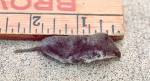 Least Shrew (10/30/02)