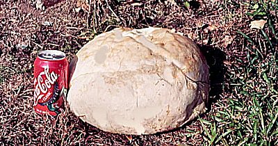 Puffball (Calvatia gigantea) Puffball (Calvatia gigantea)