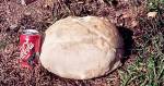 Puffball (11/06/02)
