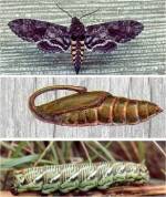 Tobacco Hornworm (11/13/02)