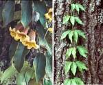 Cross Vine (11/27/02)