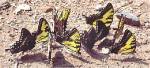 Swallowtail Gathering (12/04/02)