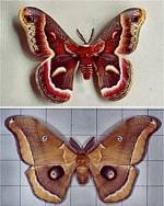 Giant Silkworm Moths (12/18/02)