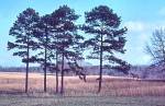 Shortleaf Pine (01/01/03)