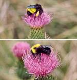 Bumblebee (01/15/03)