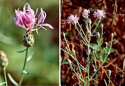 Spotted Knapweed (Centaurea maculosa) Spotted Knapweed (Centaurea maculosa)