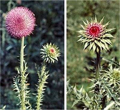 Musk or Nodding Thistle Musk or Nodding Thistle
