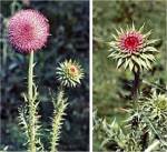 Musk or Nodding Thistle (01/29/03)
