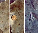 Prehistoric Footprints (02/12/03)
