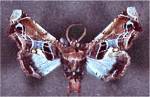 Eutelia Moth (02/19/03)