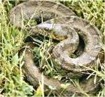 Northern Water Snake (02/26/03)