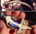 Eastern Fence Lizard (03/05/03)