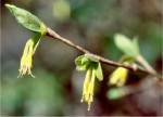 Leatherwood (03/12/03)