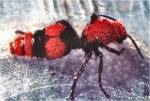 Wingless Wasp (03/19/03)