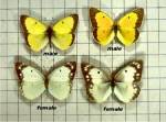 Sulfur Butterflies (03/26/03)