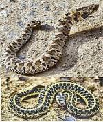 Two snakes (04/09/03)