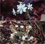 Windflower (04/16/03)