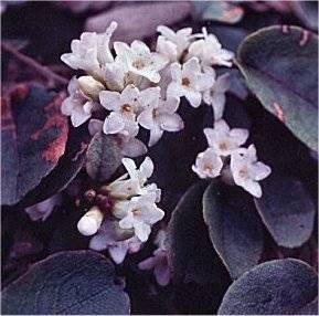 Trailing arbutus
