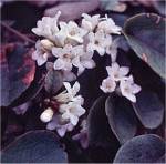 Trailing Arbutus (04/23/03)