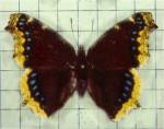 Mourning Cloak Butterfly (04/30/03)
