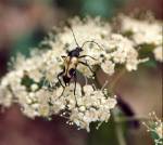 Flower Longhorn Beetle (05/07/03)