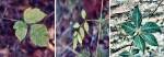 Three Common Vines (05/21/03)