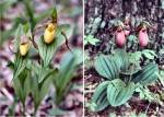 Lady's Slipper (05/28/03)