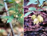 Bladder Nut (06/04/03)