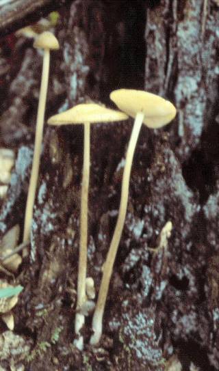 Deep Root Mushroom (Oudemansiella radicata) Deep Root Mushroom (Oudemansiella radicata)