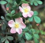 Wood Rose (07/09/03)