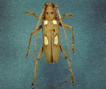 Ivory-Marked Beetle (Eburia quadrigeminata) Ivory-Marked Beetle (Eburia quadrigeminata)