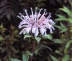 Wild Bergamot (07/23/03)