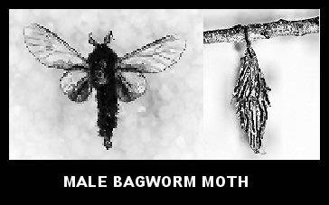 Male Bagworm Moth Male Bagworm Moth