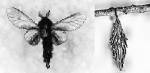 Male Bagworm Moth (07/30/03)