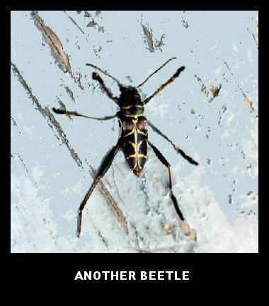 Another Long-Horn Beetle (Neoclytus scutellaris) Another Long-Horn Beetle (Neoclytus scutellaris)