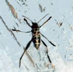 Another Long-Horn Beetle (08/06/03)