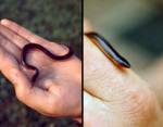 Worm Snake (08/13/03)