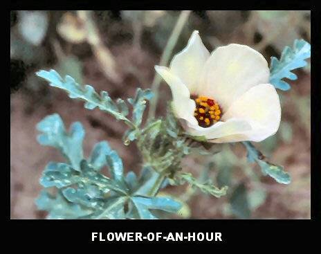 Flower-of-an-Hour (Hibiscus trionum) Flower-of-an-Hour (Hibiscus trionum)
