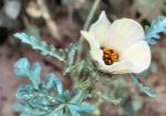 Flower-of-an-Hour (08/20/03)