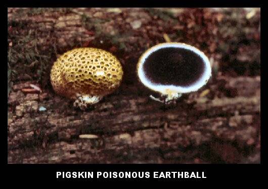 Pigskin Earthball (Scleroderma citrinum)